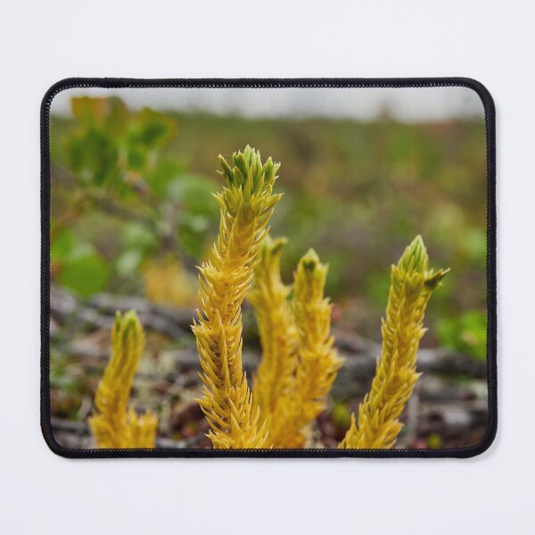 Item preview, Northern fir-moss. Iisakkipaa designed and sold by Jouko Lehto Photography.