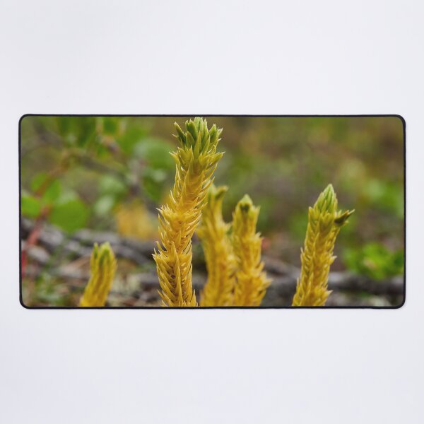 Item preview, Northern fir-moss. Iisakkipaa designed and sold by Jouko Lehto Photography.