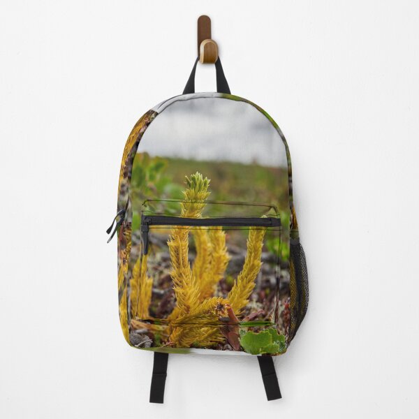 Item preview, Northern fir-moss. Iisakkipaa designed and sold by Jouko Lehto Photography.