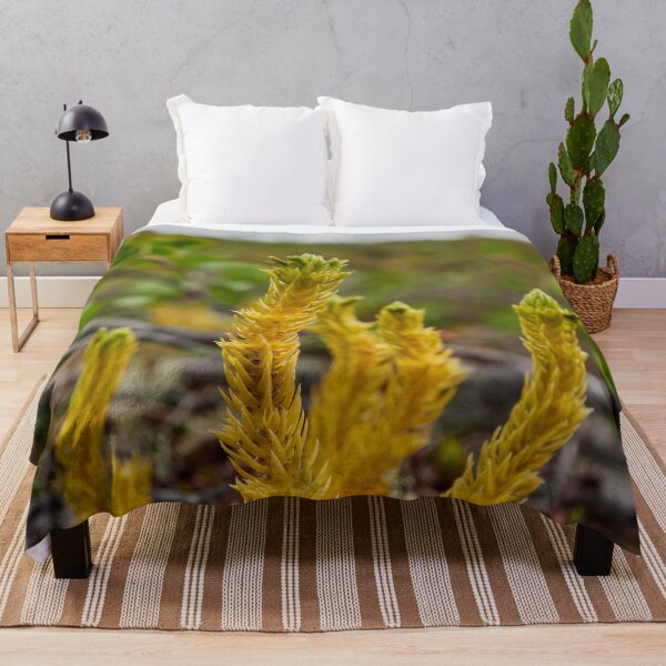 Item preview, Northern fir-moss. Iisakkipaa designed and sold by Jouko Lehto Photography.