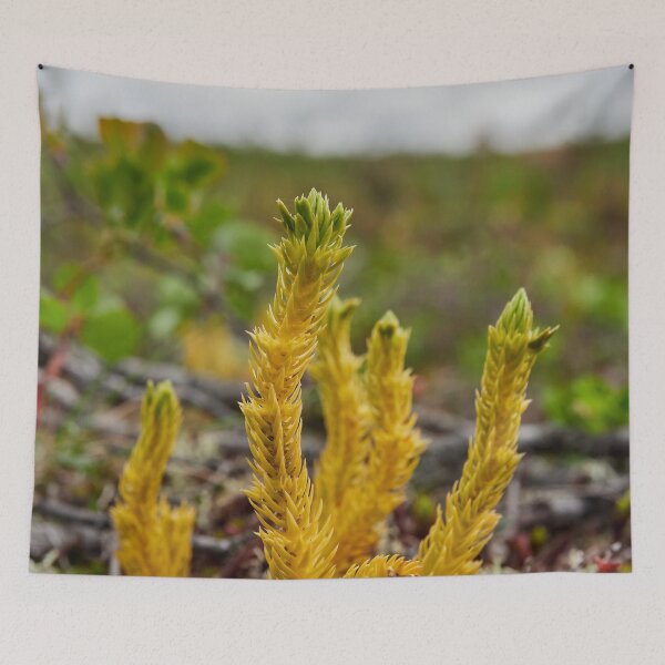 Item preview, Northern fir-moss. Iisakkipaa designed and sold by Jouko Lehto Photography.