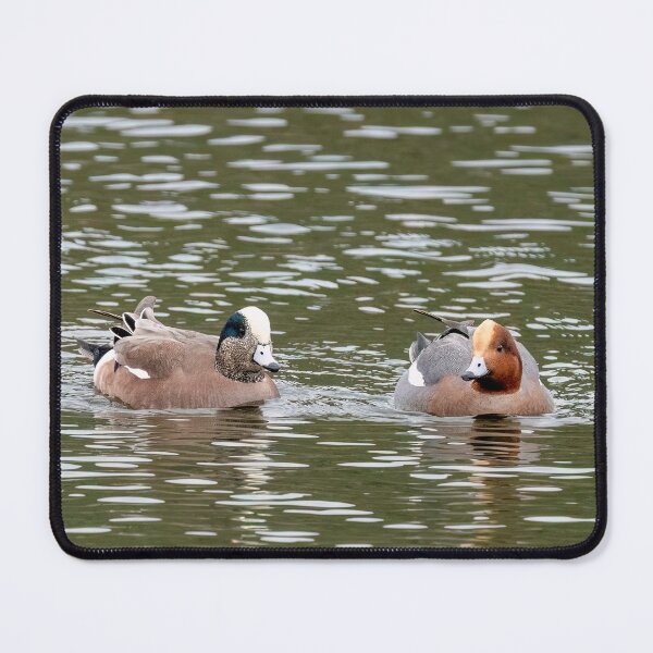 Item preview, American and European wigeon designed and sold by ansaharju.