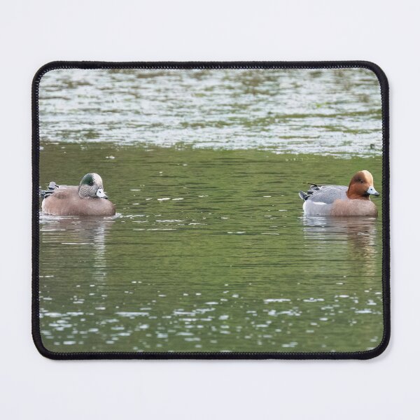 Item preview, American and European wigeons designed and sold by ansaharju.