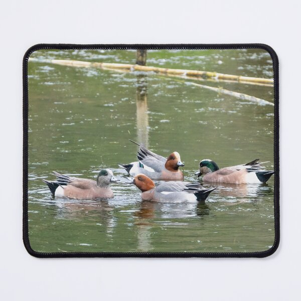 Item preview, Eurasian and American wigeons designed and sold by ansaharju.
