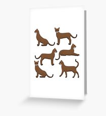 Abyssinian Greeting Card