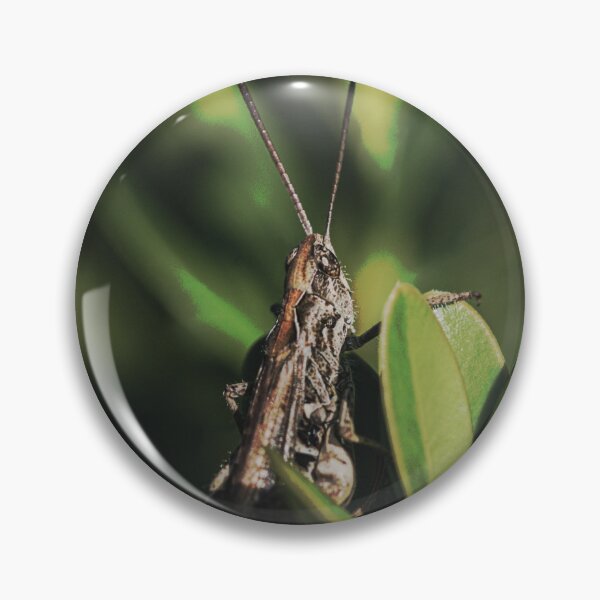 Item preview, Macro insects designed and sold by sroqraf.