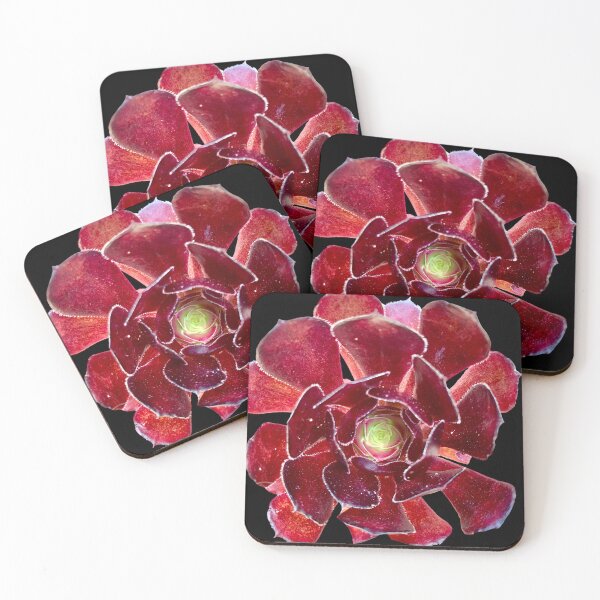 Item preview, AEONIUMV- ATROPURPUREUM designed and sold by flora-kitty-art.