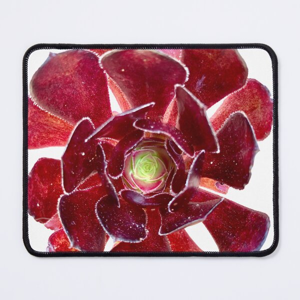 Item preview, AEONIUMV- ATROPURPUREUM designed and sold by flora-kitty-art.
