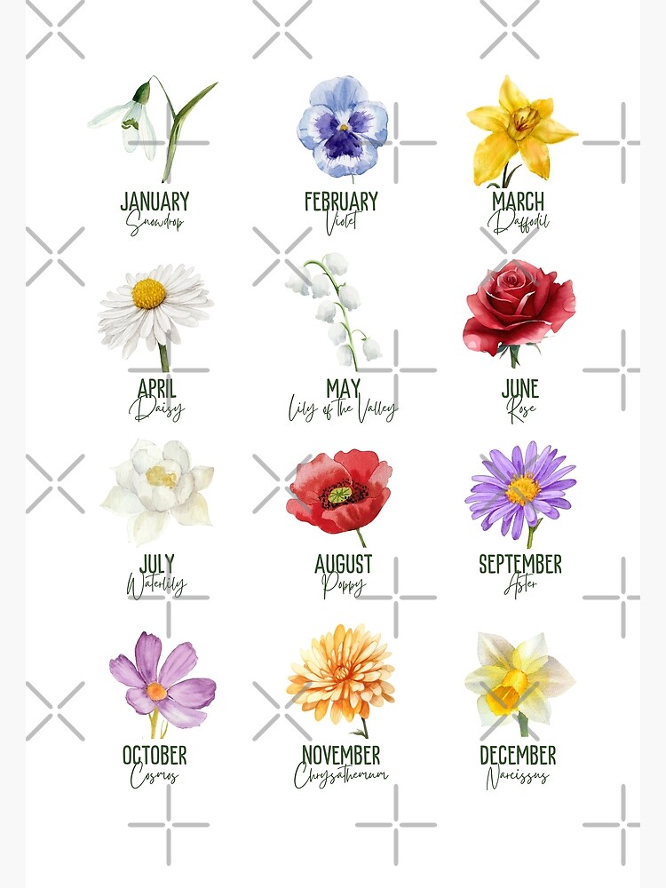 Birth month flowers, 12 Birthflowers Collection Photographic Print