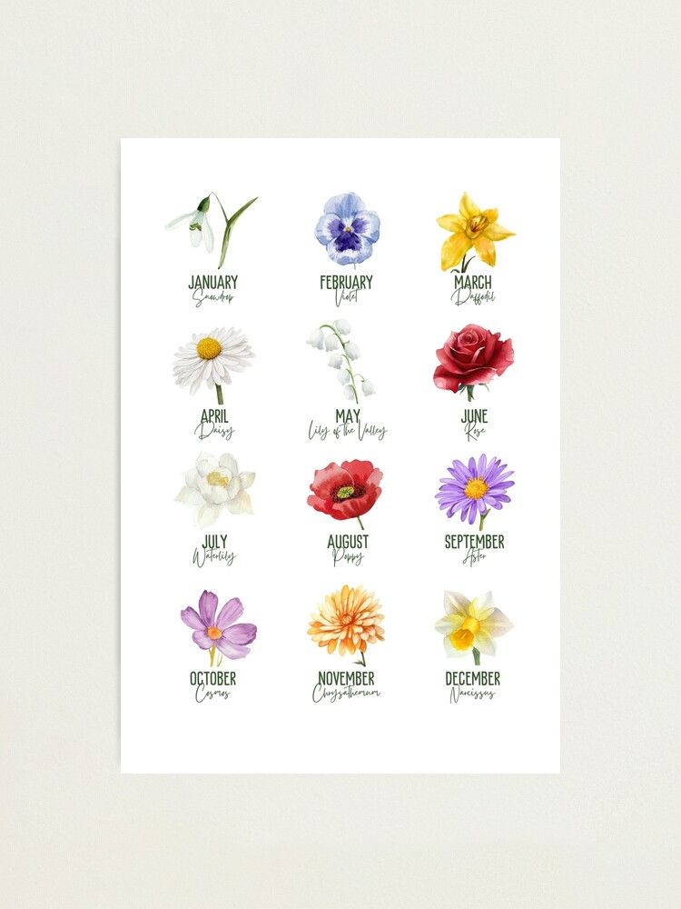 Birth month flowers, 12 Birthflowers Collection Photographic Print
