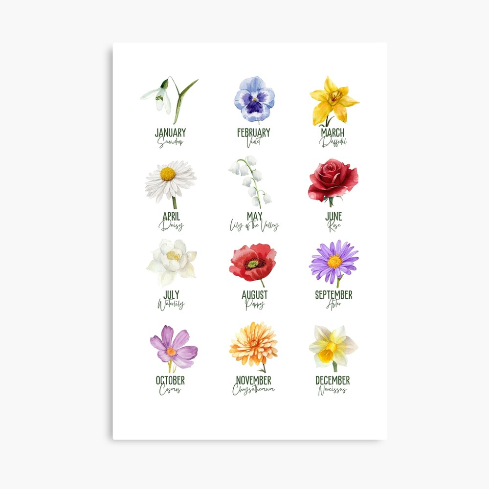 Birth month flowers, 12 Birthflowers Collection Photographic Print