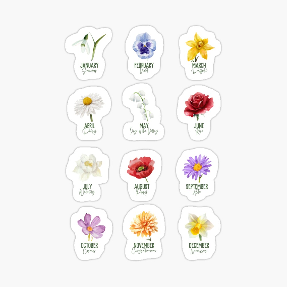 Birth month flowers, 12 Birthflowers Collection Photographic Print