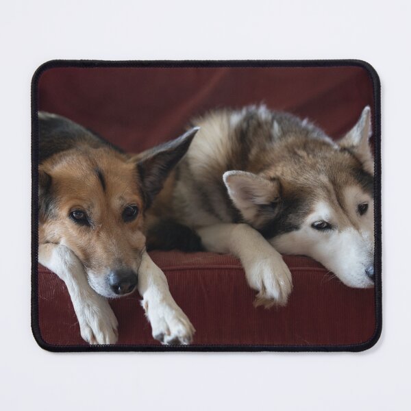 Item preview, Dogs on the sofa designed and sold by Calidris Fotografie Steffi & Ben Köppler.