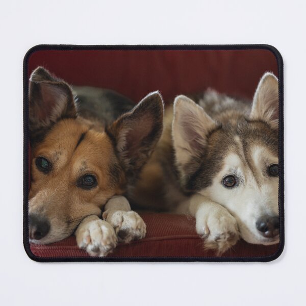 Item preview, Dogs on the Sofa designed and sold by Calidris Fotografie Steffi & Ben Köppler.