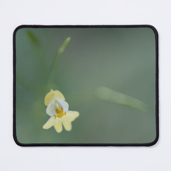 Item preview, Yellow Flower designed and sold by Calidris Fotografie Steffi & Ben Köppler.