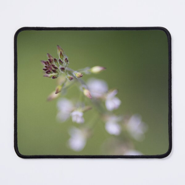 Item preview, plant designed and sold by Calidris Fotografie Steffi & Ben Köppler.