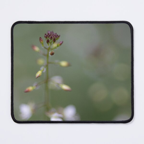 Item preview, Flower designed and sold by Calidris Fotografie Steffi & Ben Köppler.