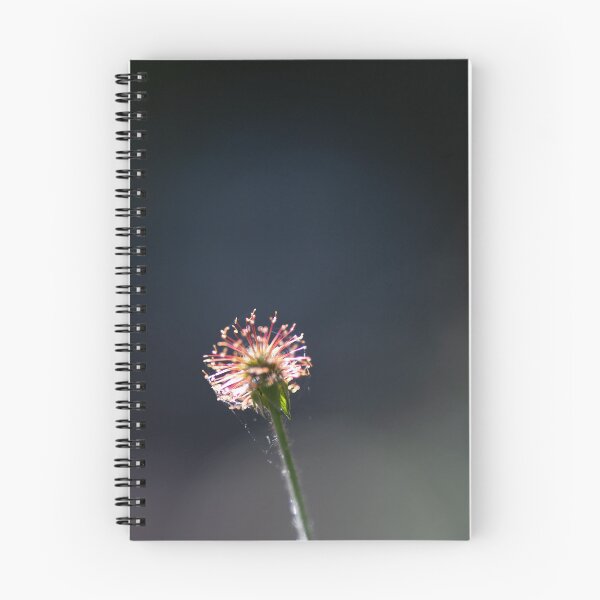 Item preview, Backlight designed and sold by Calidris Fotografie Steffi & Ben Köppler.