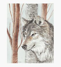Timber Wolf Photographic Print