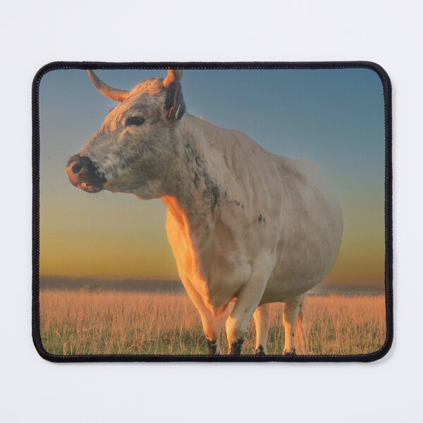 Item preview, One of the Cows on Rodborough Common, Stroud, Gloucestershire  designed and sold by Jeff  Wilson.