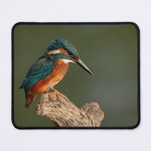 Item preview, Kingfisher eyeing up his meal designed and sold by AG-Wildlife.