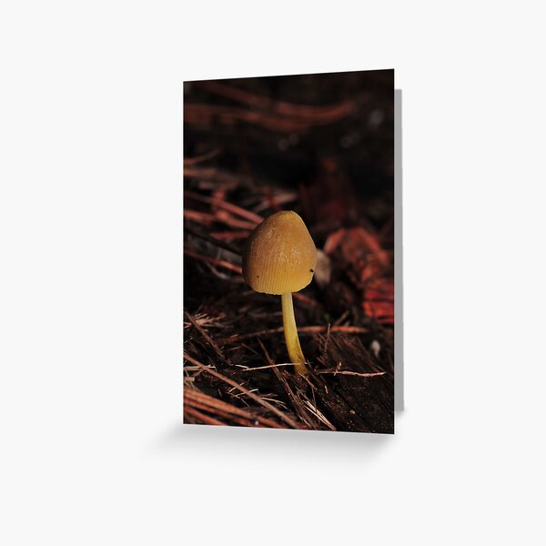 Item preview, Small yellow fungi at Hazelbrook designed and sold by Colin12.
