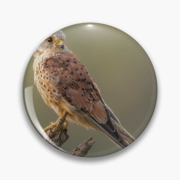Item preview, Sky Hunters The Kestrel designed and sold by AG-Wildlife.