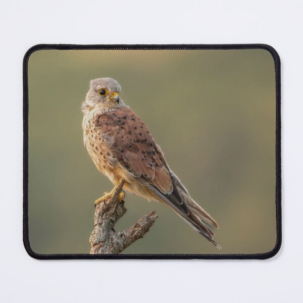 Item preview, Sky Hunters The Kestrel designed and sold by AG-Wildlife.