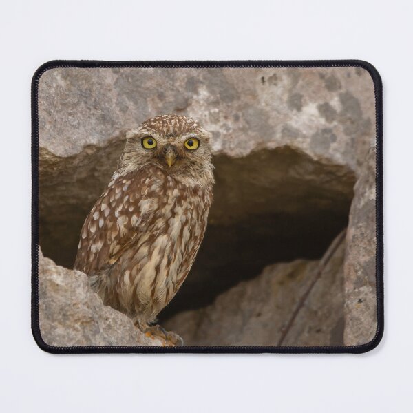 Item preview, Looking straight into the queens eyes designed and sold by AG-Wildlife.
