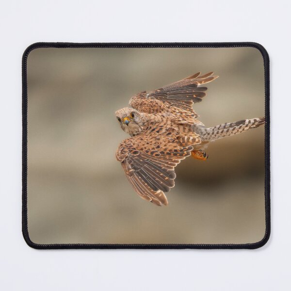 Item preview, Kestrel in flight mode designed and sold by AG-Wildlife.