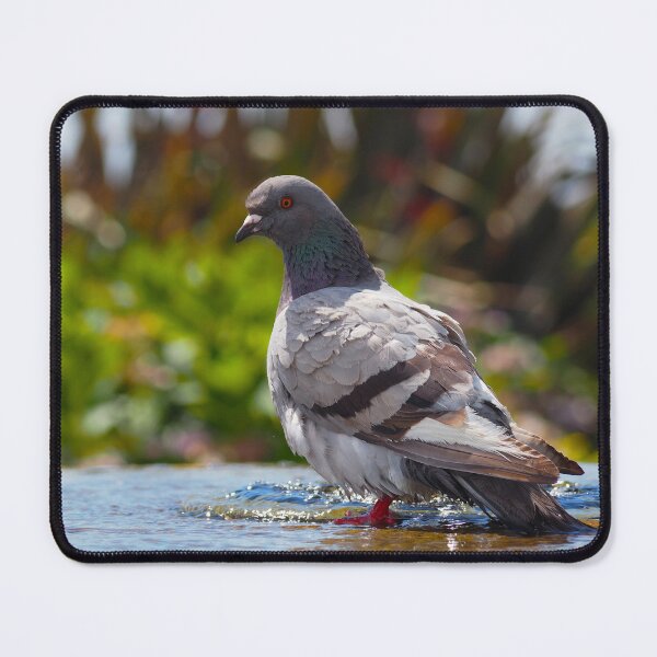 Item preview, Bird in a Bath designed and sold by GingerMan2550.