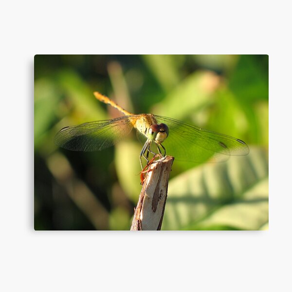 Broome Dragonfly Canvas Print