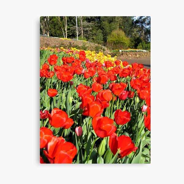Tulips Canvas Print