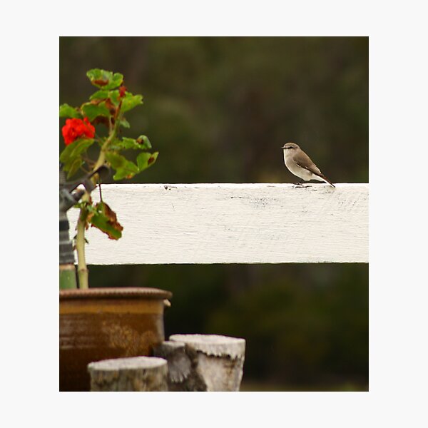 Little Wren Photographic Print