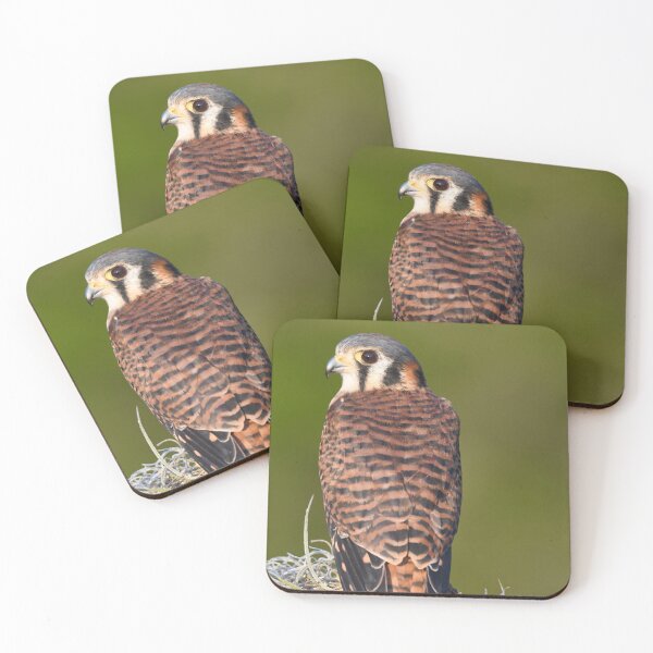 Item preview, Perched American Kestrel designed and sold by richardbryce.