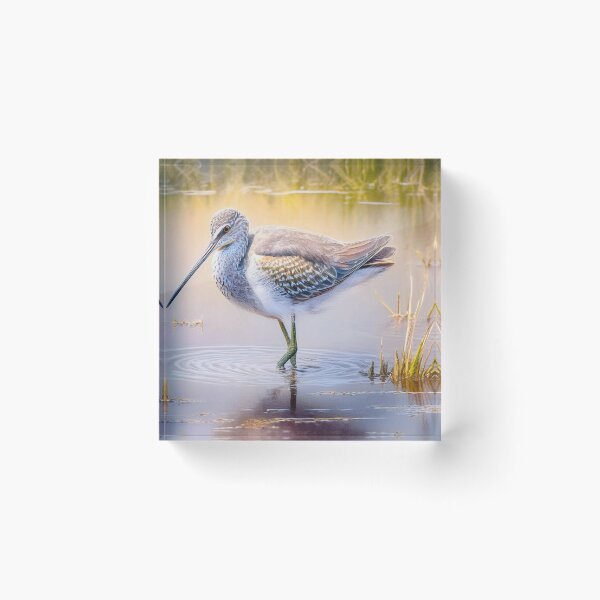 Item preview, Willet in the Water designed and sold by Susan Rydberg.