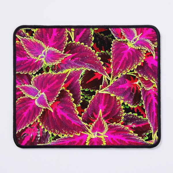 Item preview, Colorful Coleus designed and sold by bjtomiko.