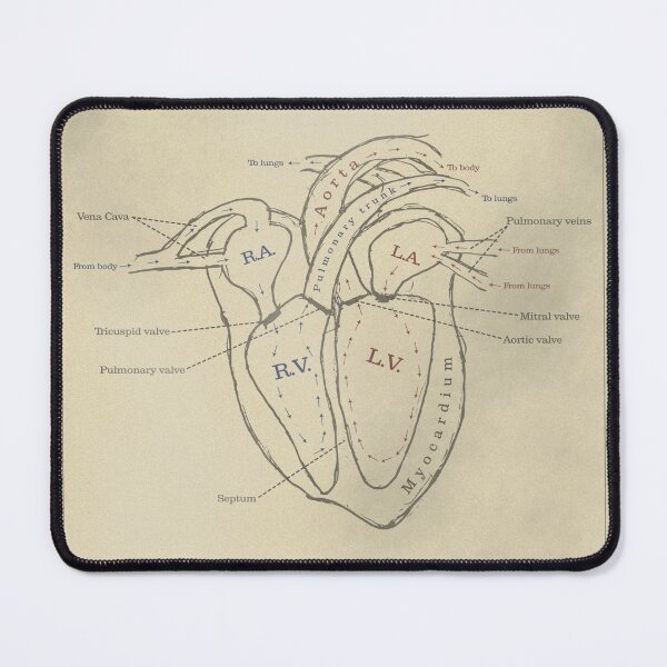 Artikelvorschau, Anatomie des Herzens - Vintage Lehrbuch Abbildung entworfen und verkauft von MicroMarket.