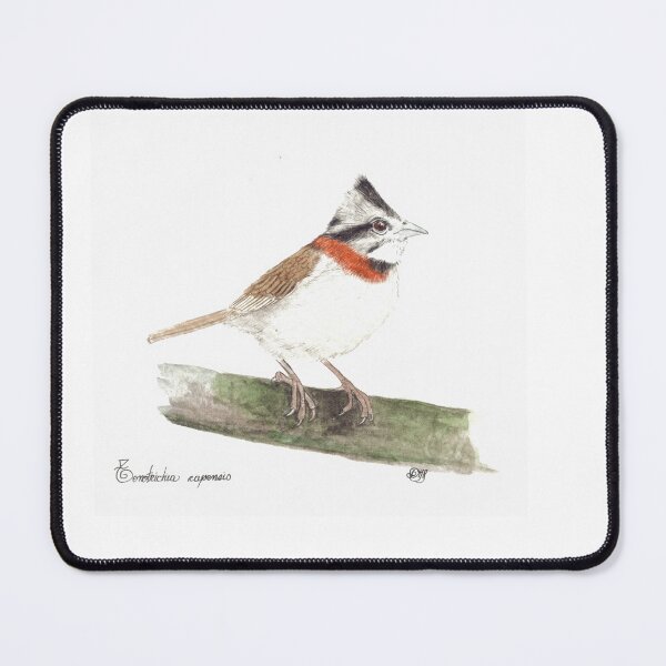 Item preview, Colombian Sparrow, (Zonotrichia capensis) designed and sold by Diana Malagon Romero.