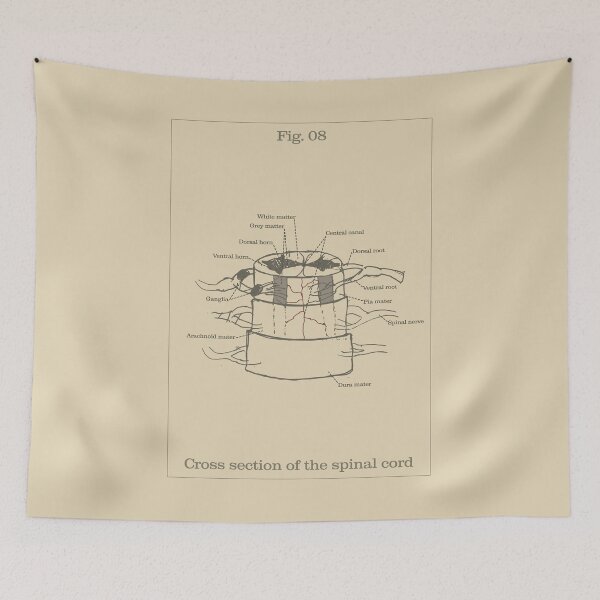 Item preview, Cross section of the spinal cord - Vintage textbook figure designed and sold by MicroMarket.