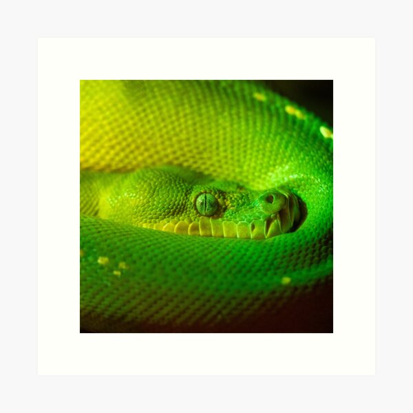 Aperçu de l'œuvre Python vert arboricole créée et vendue par jedzok.