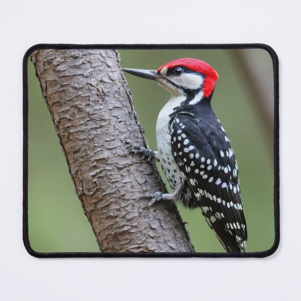 Item preview, Red Cockaded Woodpecker at Work designed and sold by laguitan10.