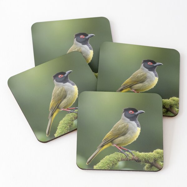 Item preview, Black Capped Bulbul on a Branch designed and sold by laguitan10.