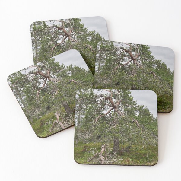 Item preview, Iisakkipaa pine top dead designed and sold by Jouko Lehto Photography.