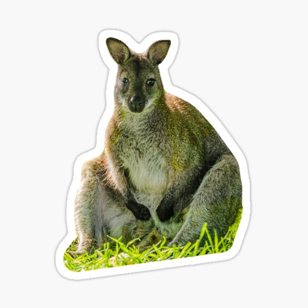 Item preview, Wallaby just sat sitting! designed and sold by OwlOccasions.