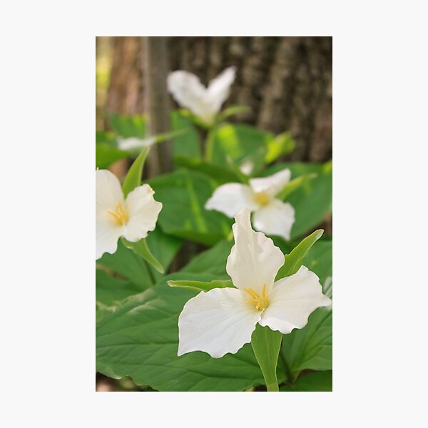 Trilliums on the Empire Bluff Trail, Sleeping Bear Dunes National Lakeshore, Michigan Photographic Print