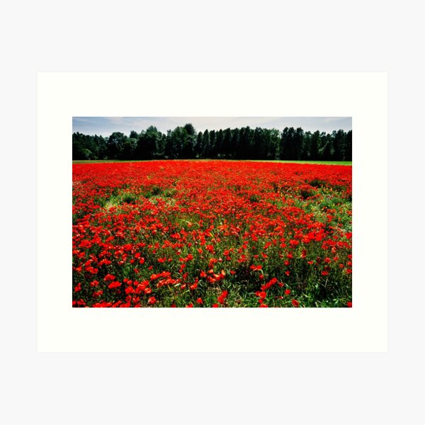 Poppy field, Normandy Art Print