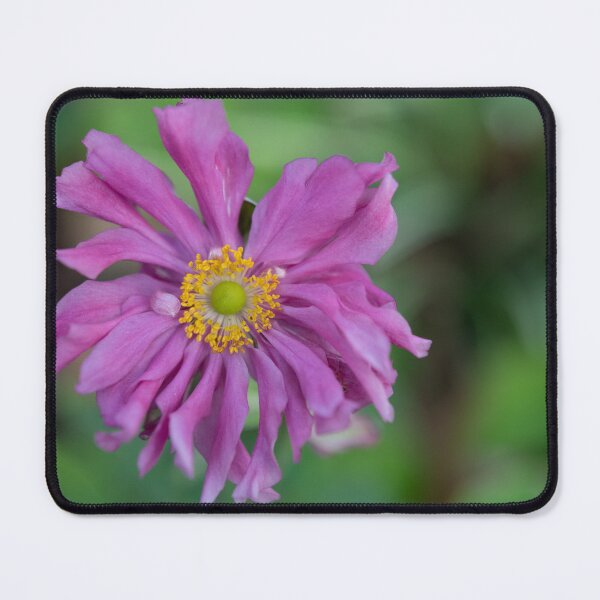 Item preview, Bright Pink Japanese Anemone designed and sold by imaginethis.