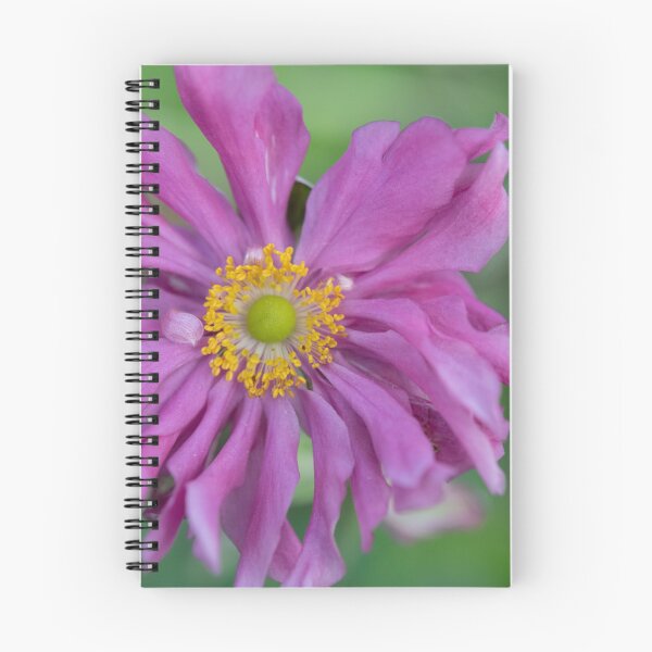 Item preview, Bright Pink Japanese Anemone designed and sold by imaginethis.