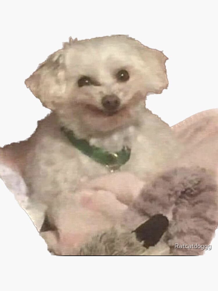 Awkward smiling dog meme Sticker for Sale by Ratcatdoggg Redbubble